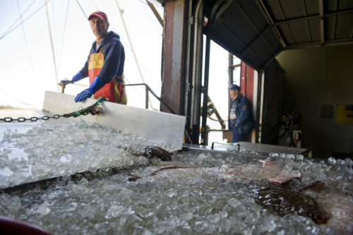 Fish are unloaded from the Destiny fishing boat at the Whaling City Seafood Display Auction on April 28, 2013 in New Bedford, Massachusetts. (AP Photo/The Christian Science Monitor, Ann Hermes)
