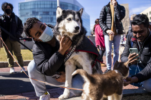 Project management graduate student Rohan Singh, left, pets King Husky in Centennial Commons. Photo by Alyssa Stone/Northeastern University