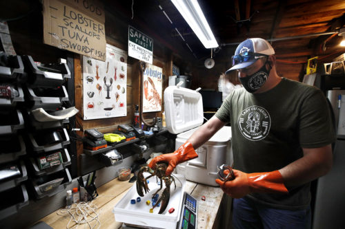 Eric Pray weighs a lobster in his garage in Portland, Maine on May 29, 2020. The coronavirus shutdown has prompted Pray to that selling his product direct to customers. AP Photo by Robert F. Bukaty