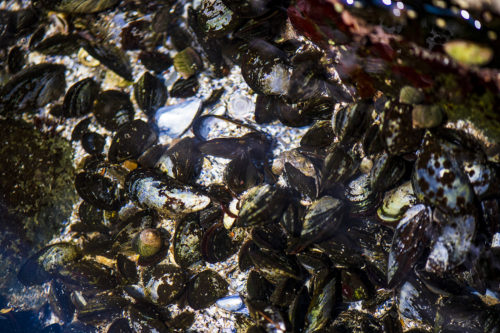 mussel bed