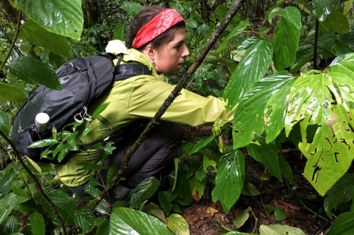 Northeastern student Madeline DuBois is catching lizards in Panama to study how the reptiles are adapting to climate change. Photo by Elizabeth King/Smithsonian Tropical Research Institute