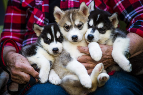 The Husky tradition has been continued by a breeder, Margaret Cook, a 1964 grad, who visited Northeastern with puppies a few years ago. Photo by Adam Glanzman/Northeastern University