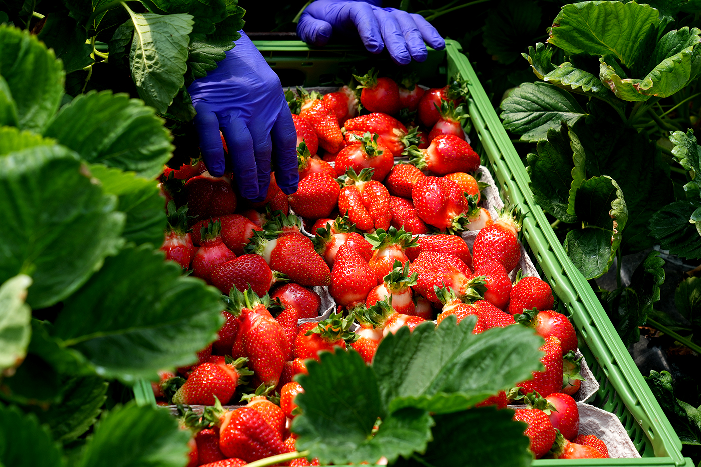 gloved hand reaching into box of strawberries