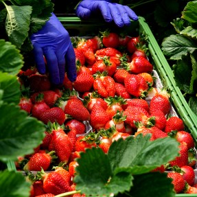 https://news.northeastern.edu/wp-content/uploads/2022/05/strawberry_1400.jpg?w=287&h=287&crop=1