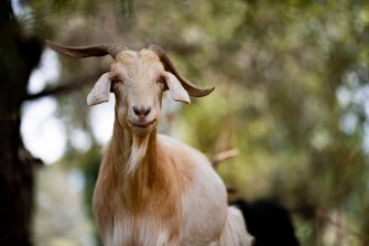 A goat outside on a sunny day.