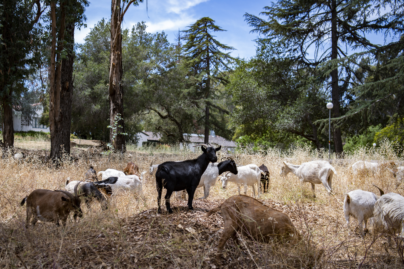 herds of goats