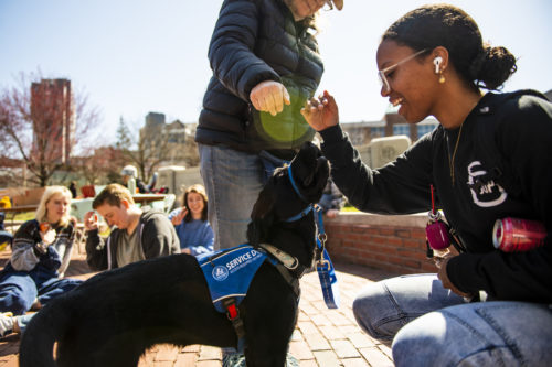 Northeastern health science and psychology student Leila Abdul-Malik plays with Maisey, a Little Angels Service Dogs puppy, in Centennial Common. The Northeastern service learning program hosts a supply drive as part of the graduate engineering program. Photo by Alyssa Stone/Northeastern University