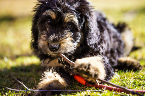 Mocha, a 2-month old Bernedoodle, chews a stick in Centennial Common on Northeastern’s Boston campus. Photo by Alyssa Stone/Northeastern University