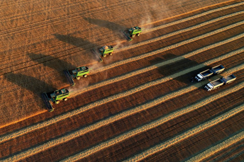 Combines harvest wheat in a field near the village of Solgon in Krasnoyarsk region, Russia. AP photo/Ilya Naymushin