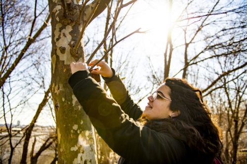 Northeastern Arboretum third year co-op Indira Holdsworth, an ecology and evolutionary biology major, hangs an identification label in Fitzgerald Park in Mission Hill. Photo by Alyssa Stone/Northeastern University