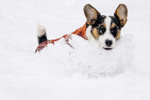 Peanut, a Jack Russell puppy plays in the snow outside the ISEC building during Friday's snowstorm. Photo by Matthew Modoono/Northeastern University