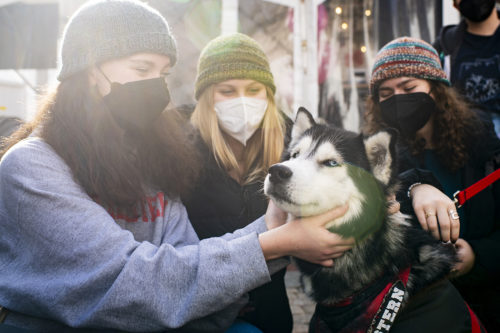 Northeastern students pet Moses the husky during the Valentine’s market in the Robinson Quad tents. Photo by Alyssa Stone/Northeastern University