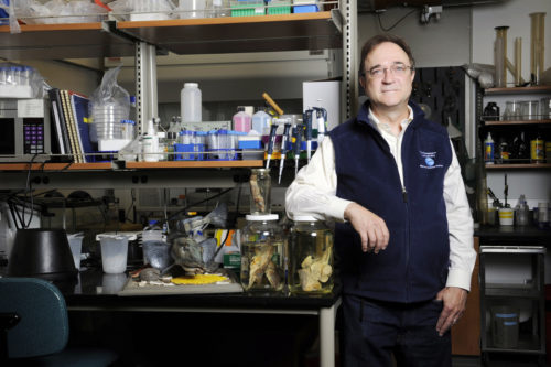 H. William Detrich, a Northeastern professor of marine and environmental sciences, has demonstrated that sperm and eggs from two different species of icefish can combine to create viable offspring. Photo by Matthew Modoono/Northeastern University