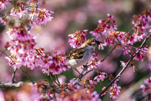 A bird snacks on the flowers of a tree in Northeastern’s arboretum on the Boston campus. Photo by Alyssa Stone/Northeastern University