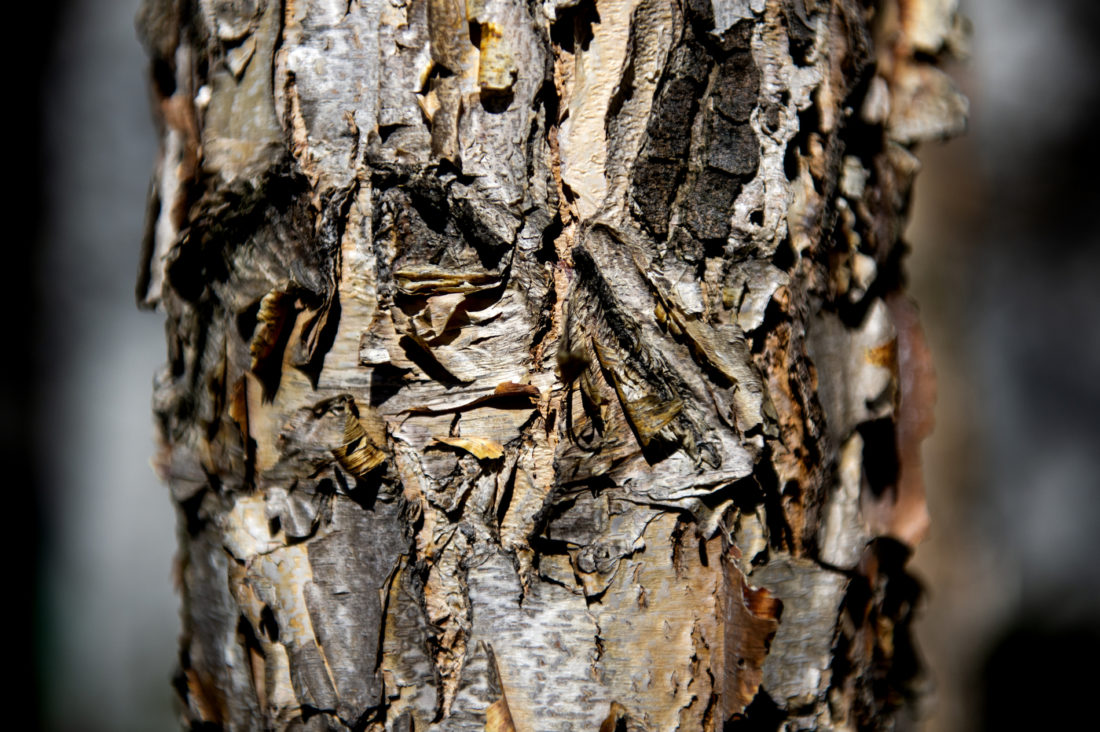 Here’s a hot take on cold trees: Winter’s a great time to tour ...