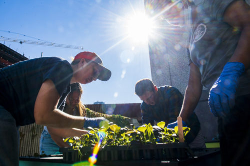 The impetus for the raised planter beds sprang from a desire to promote awareness of sustainable, local food production, coupled with increasing student demand for growing space, says Stephen Schneider, Northeastern's chief arborist. Photo by Alyssa Stone/Northeastern University