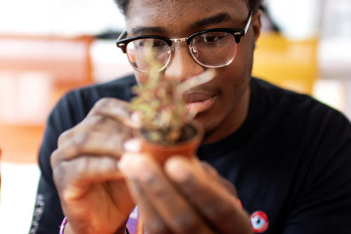 Northeastern student David Oduneye paints a succulent during the ‘stress succs’ event held in the rainbow tent. Photo by Matthew Modoono/Northeastern University