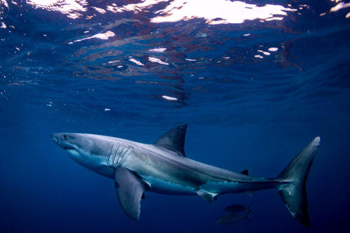 Great White Shark, Port Lincoln South Australia. Photo by iStock.
