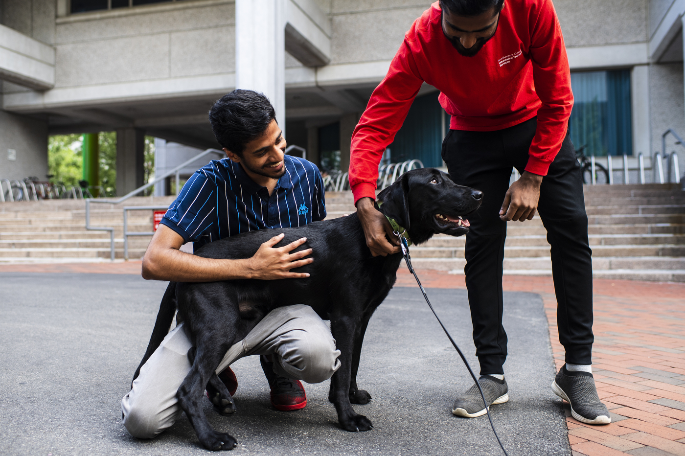 Sarge, a 1-year old black lab and the newest member of Northeastern's pack, greets staff members Sharan Balasubramanian and Sanjith on the Boston campus.