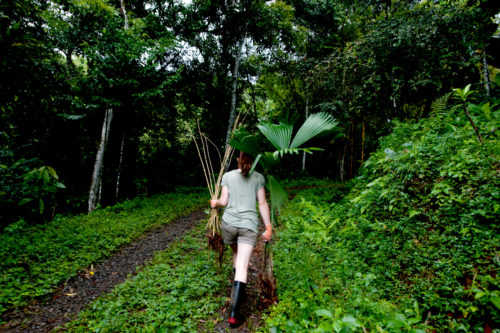 Jessica Slevin, who studies conservation science at Northeastern, carries bamboo sticks, a palm tree, and a banana tree to plant. Photo by Hiroko Tanaka for Northeastern University