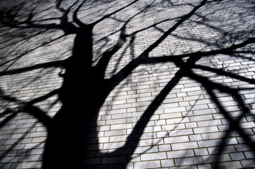 A tour of Northeastern’s arboretum in the wintertime yields a variety of insights about trees and intriguing images such as these shadows on Mugar Life Sciences Building during. Photo by Ruby Wallau/Northeastern University