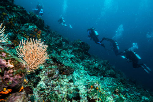 Divers from the Three Seas program explore a rocky reef in Coiba National Park, Panama. Photo by Tim Briggs for Northeastern University