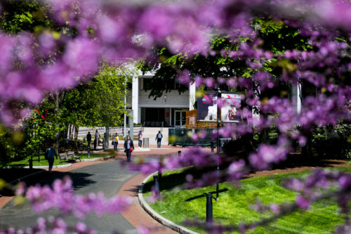 Northeastern’s Boston campus was designated an arboretum last year, making Northeastern the only university in Boston with an arboretum on its campus. The arboretum offers a variety of plant life that blooms throughout the spring. Photo by Matthew Modoono/Northeastern University