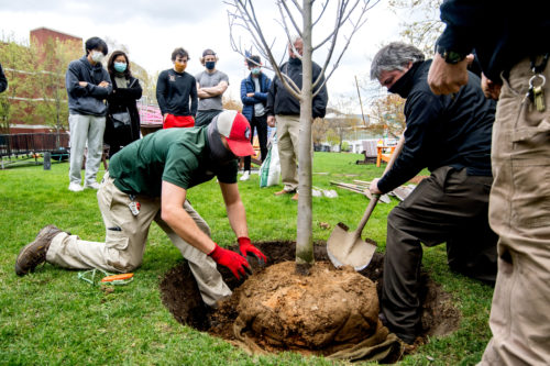 A pawpaw tree is planted at Northeastern on Arbor Day.
