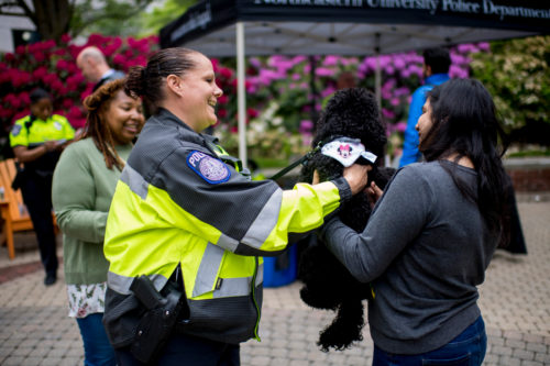 On a recent morning at Snell Quad, many Northeastern students were needing to relax. They ran into a small black Moyen poodle that was seeking to earn her therapy license. Everyone got along beautifully. Photo by Matthew Modoono/Northeastern University