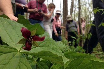 people looking at a bush with maroon flowers