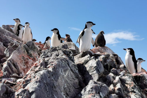 The numbers of chinstrap penguins on Elephant Island, Antarctica, are dwindling. Studying them can be difficult, as they prefer living on rocky and elevated areas that can be hard to reach by researchers. Photo courtesy of Yang Liu