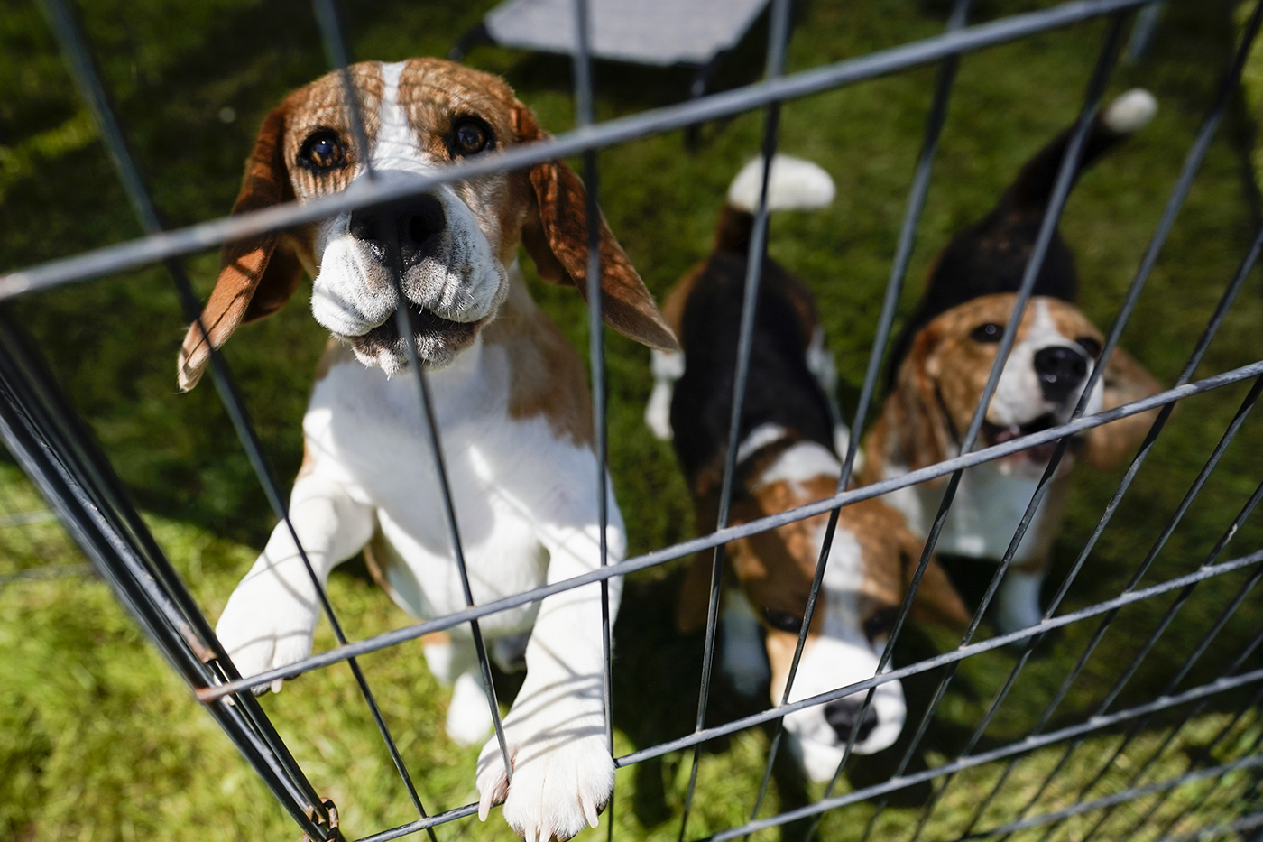 Beagle proof outlet fence