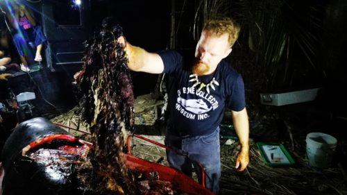 Researchers in the Philippines pulled 88 pounds of plastic out of the stomach of a dead Cuvier’s beaked whale.
Photo courtesy of D’ Bone Collector Museum