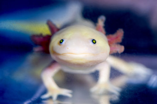 The axolotl, an odd-looking salamander from Mexico, can regrow its limbs, organs, and even parts of its eyes flawlessly, and without scarring. Photo by Matthew Modoono/Northeastern University