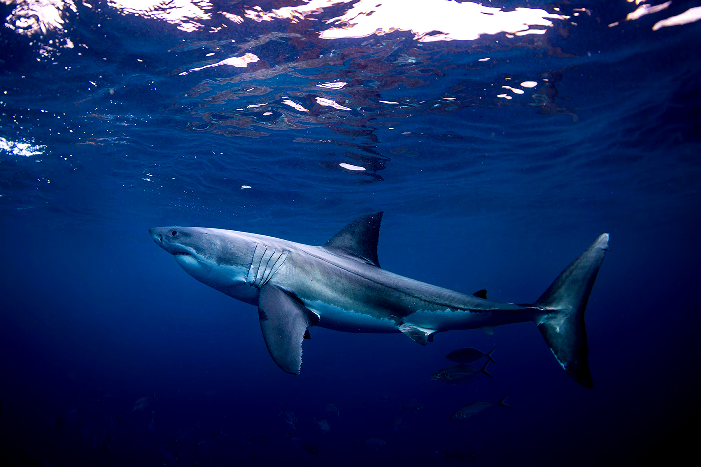 great white shark in shallow water