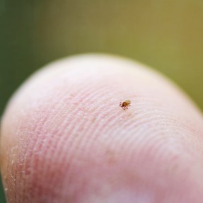 A closeup of a very tiny tick (about the size of a pencil tip) on a finger