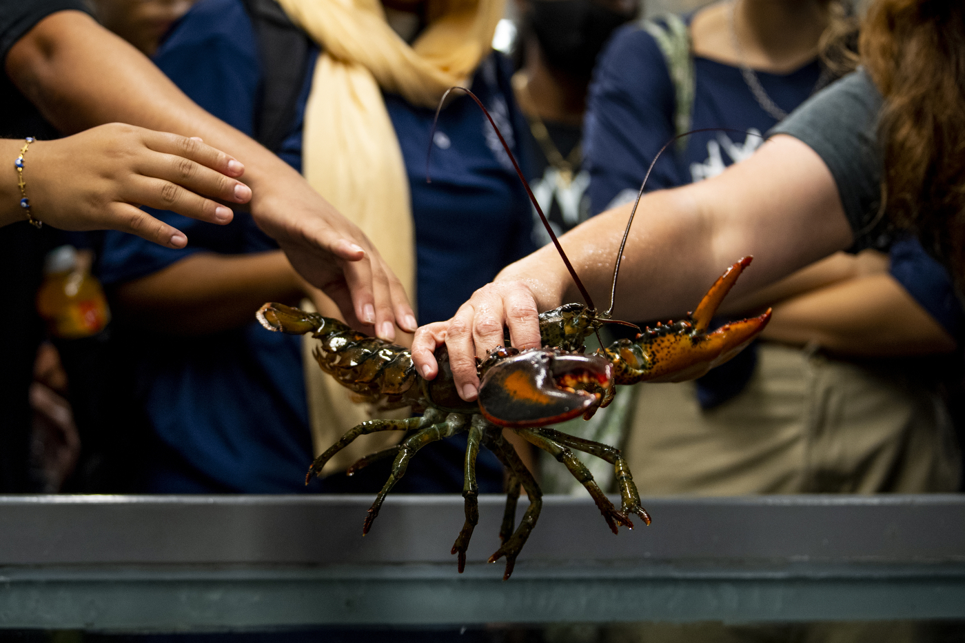 Many hands reach out towards a lobster