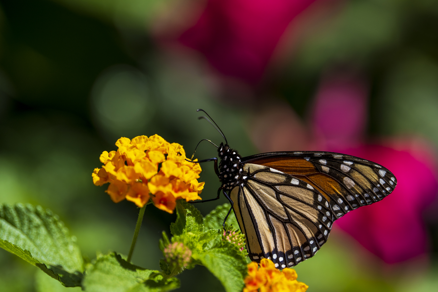 monarch butterfly on orange flower