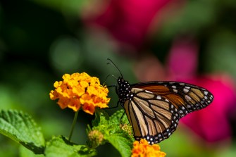 monarch butterfly on orange flower