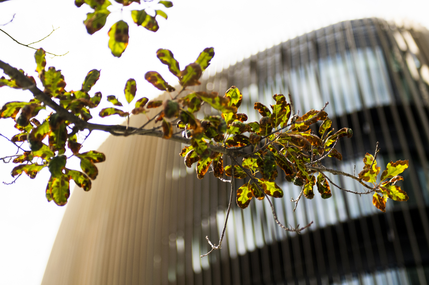 Leaves of a tree branch that are browning due to drought conditions in Massachusetts are shown against the ISEC building on Northeastern University's Boston campus.
