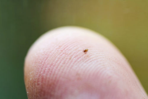 Closeup of tiny tick nymph crawling over human fingertip. Parasites, encephalitis, Lyme disease, vaccination and health concepts. Getty Images