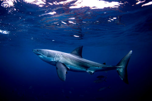 great white shark under water