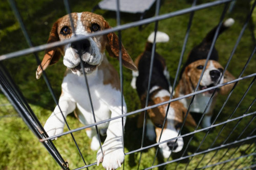 Federal law protects the nearly 60,000 dogs that are being used in clinical trials. But according to Northeastern professor John Basl, this doesn't address the moral quandary that animal testing presents. What do we owe to animals?
AP Photo/Mary Altaffer