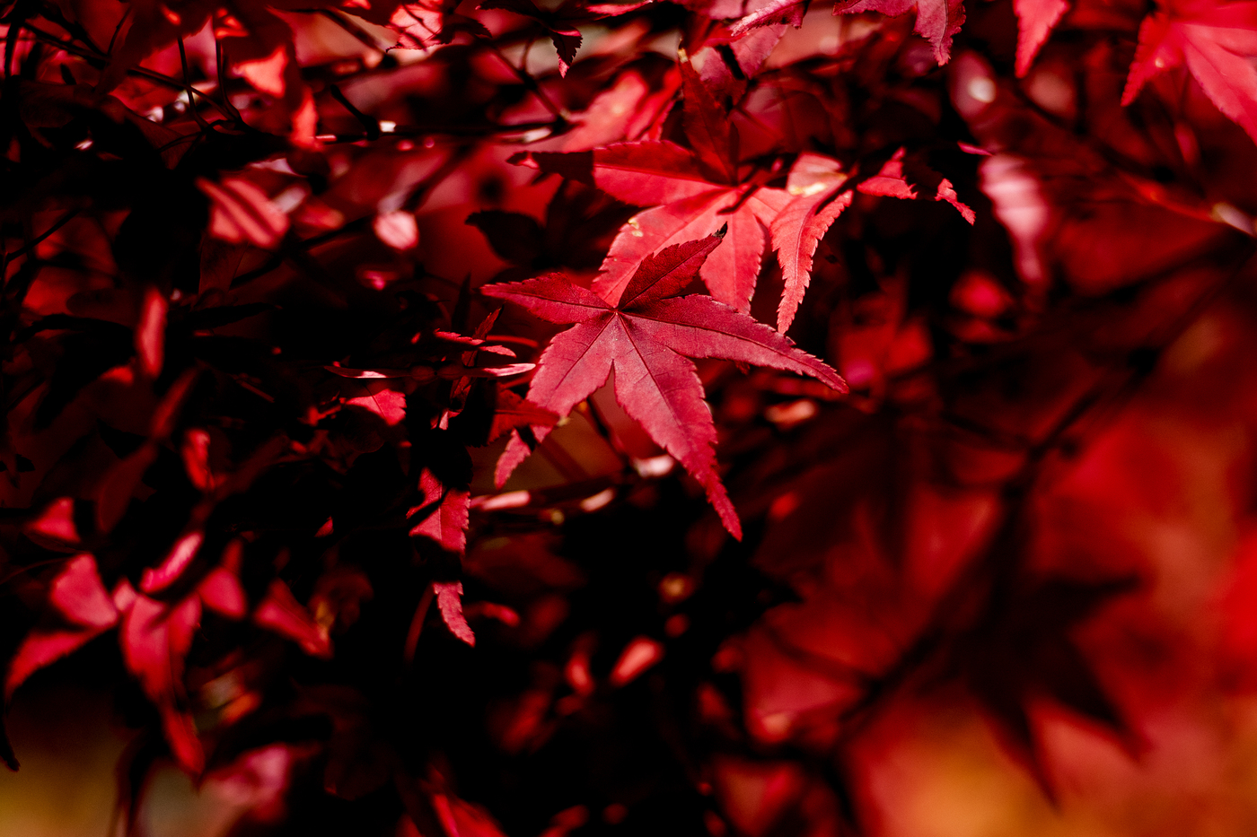 New England's fall foliage season could be short due to drought