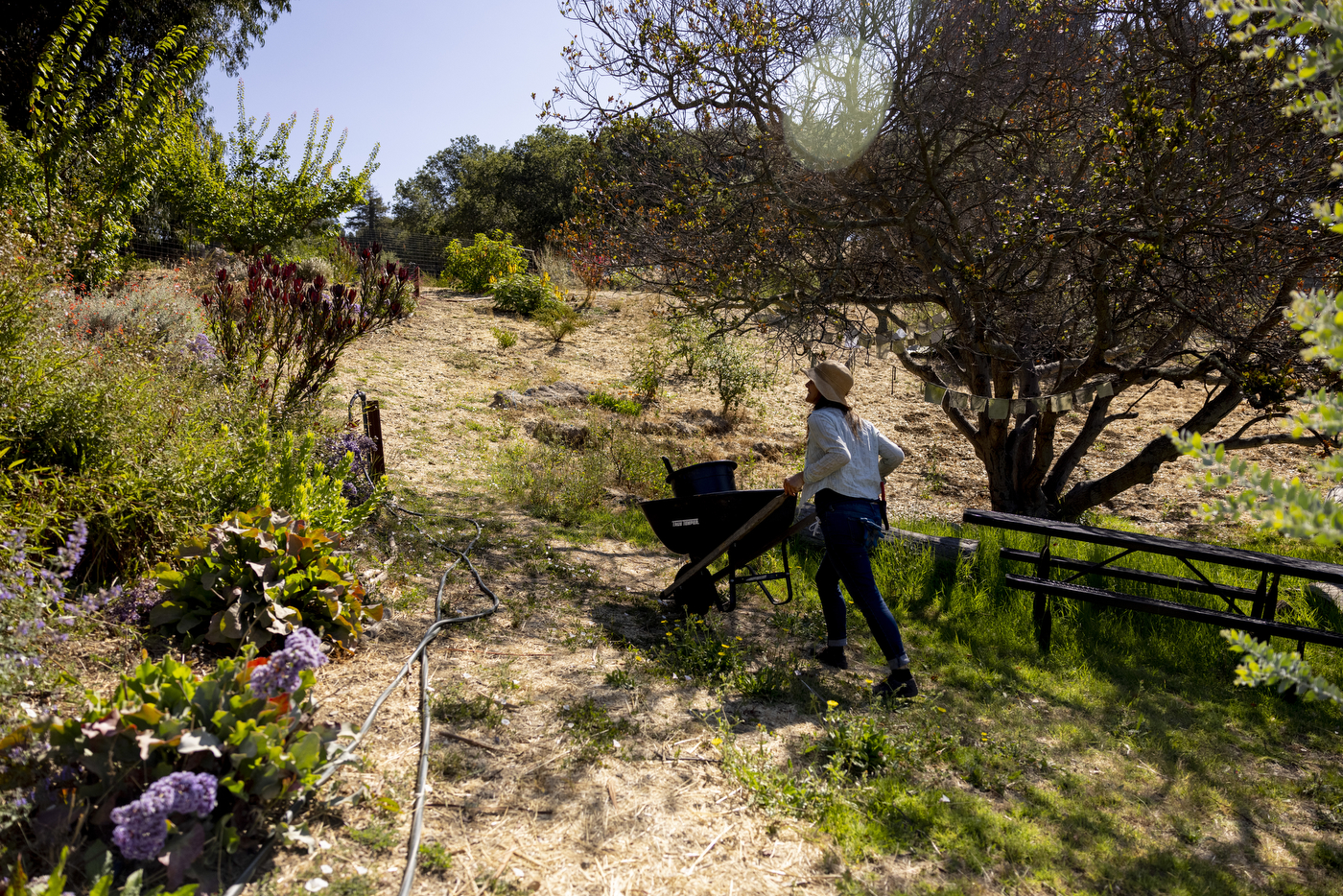 A person pushing a wheelbarrow on Northeastern's Oakland campus farm.