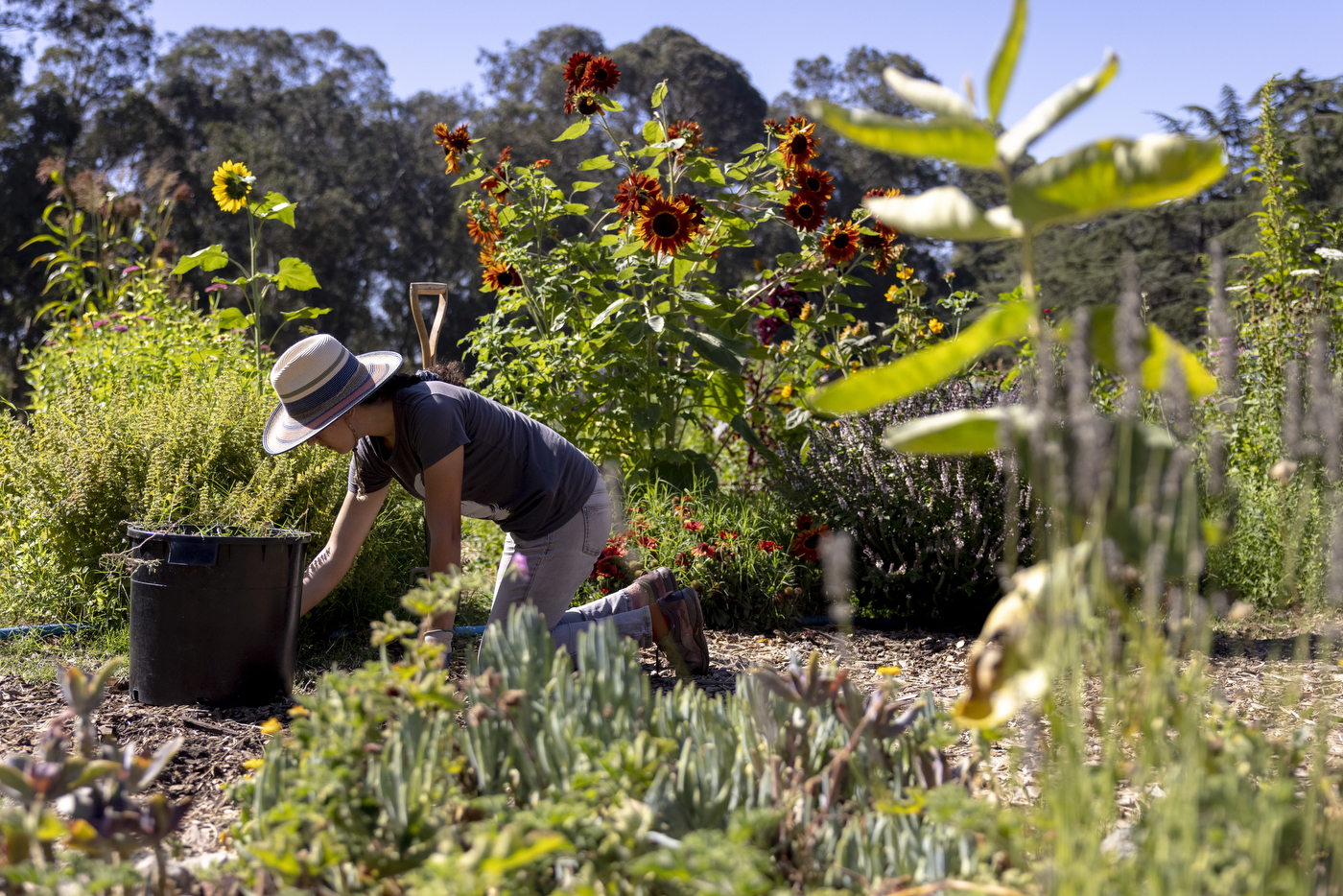 A person is working on Northeastern's Oakland campus farm outside on a sunny day. 