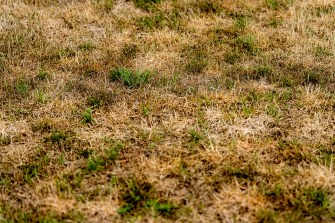 A dry patch of light brown, dead grass