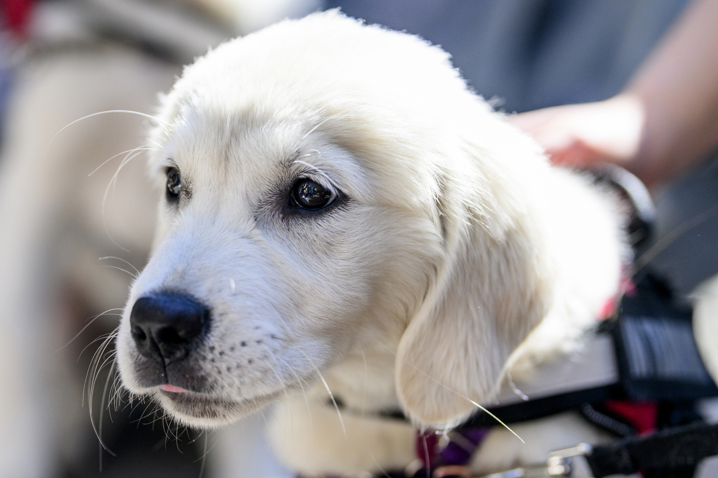 A white service dog with black eyes. 