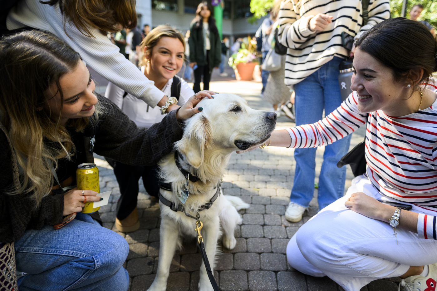 Bu sales therapy dogs