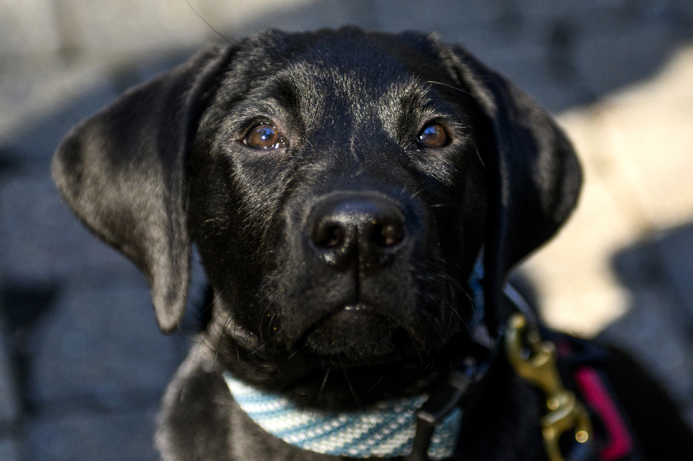 A black dog with brown eyes is wearing a white and blue collar. 